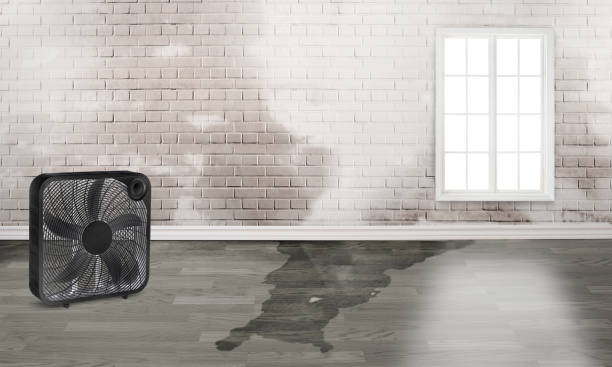 Best Professional water damage repair  in Mont Belvieu, TX